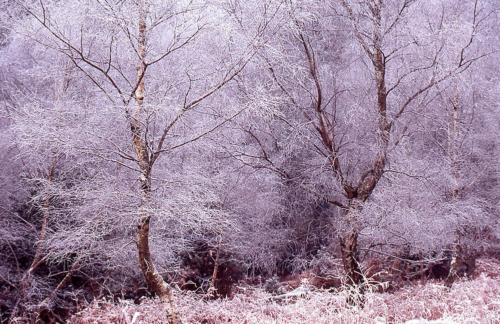 Winter Frosty Trees, Bramshaw Wood